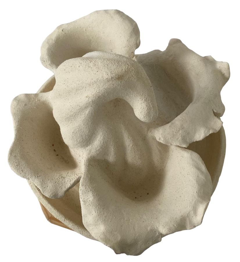 This image has an empty alt attribute; its file name is Mafalda_Silva_3220323_Ecossistema_Borboletas_Projeto_Macro9.png